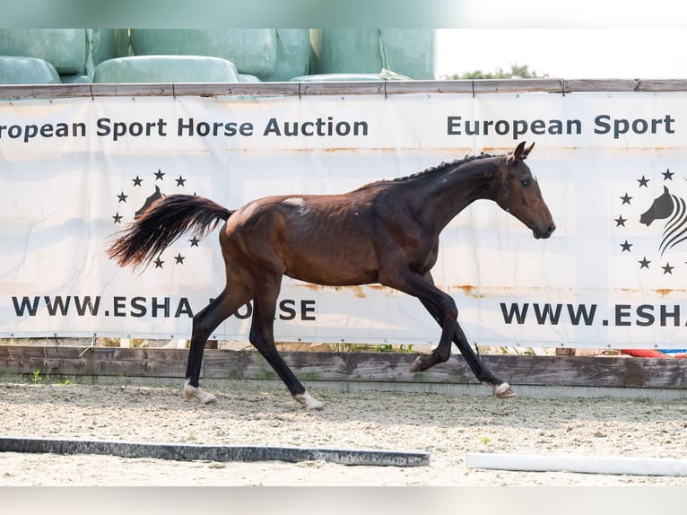 KWPN Stallone 1 Anno 155 cm Baio scuro in GROTE-BROGEL