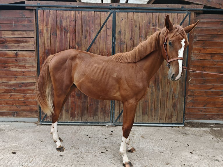 KWPN Stallone 1 Anno 157 cm  in Kaulille