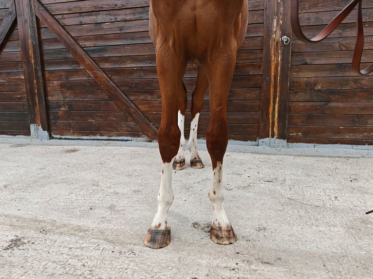 KWPN Stallone 1 Anno 157 cm  in Kaulille