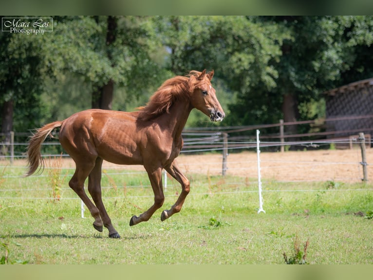 KWPN Stallone 1 Anno 160 cm Sauro scuro in Hengelo