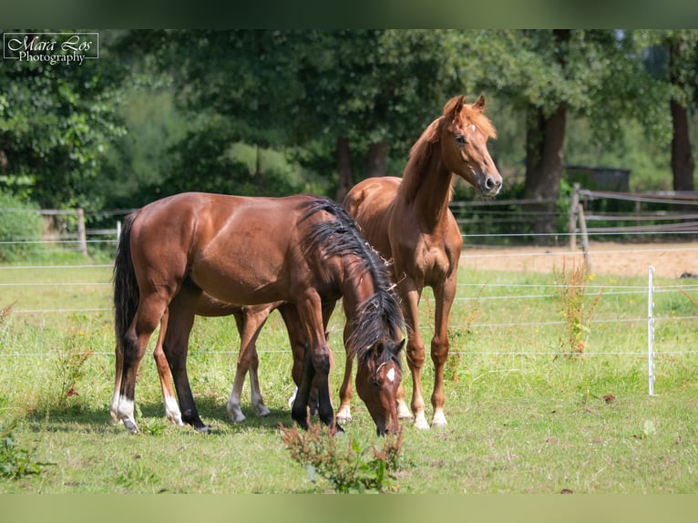 KWPN Stallone 1 Anno 160 cm Sauro scuro in Hengelo