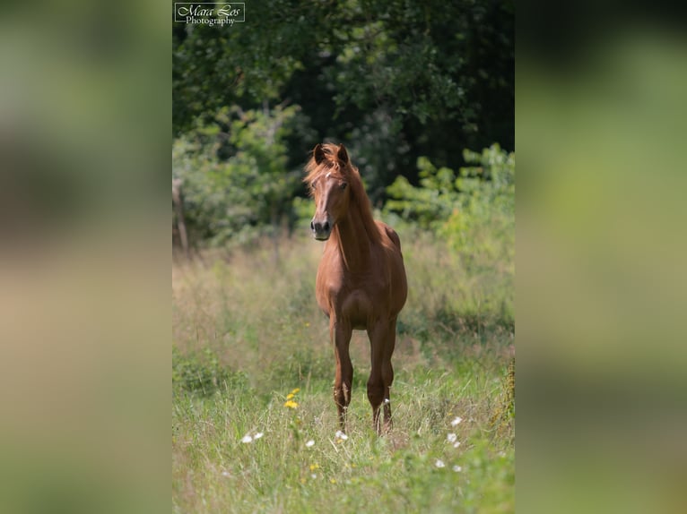 KWPN Stallone 1 Anno 160 cm Sauro scuro in Hengelo