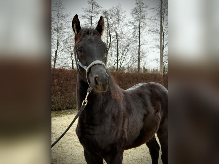 KWPN Stallone 1 Anno 168 cm Morello in Zell an der Pram