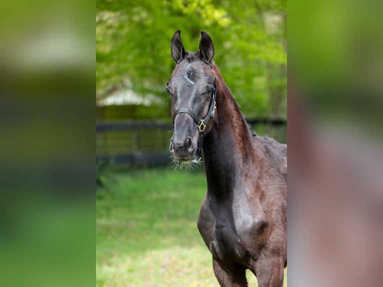 KWPN Stallone 1 Anno 169 cm Morello in Ede