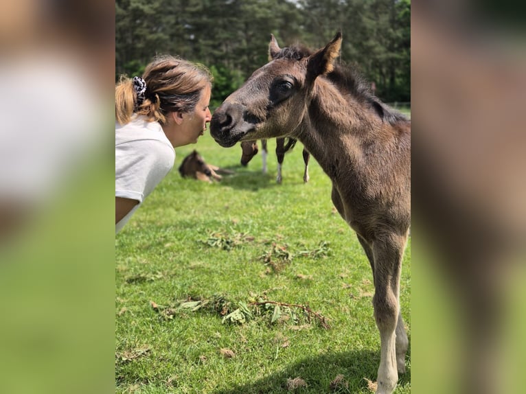 KWPN Stallone 1 Anno 170 cm  in Maasbree