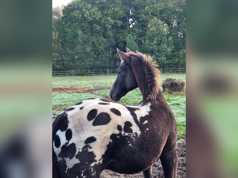 KWPN Stallone 1 Anno 170 cm Leopard in Fraisse