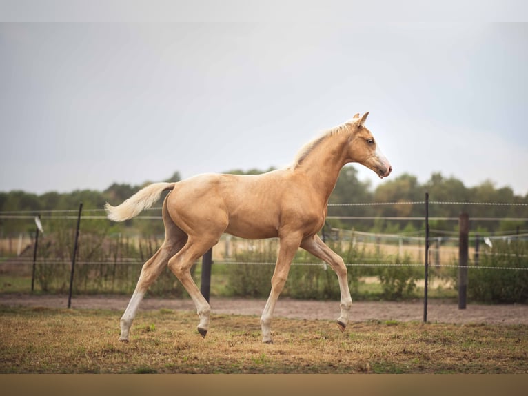 KWPN Stallone 1 Anno 170 cm Palomino in Klijndijk