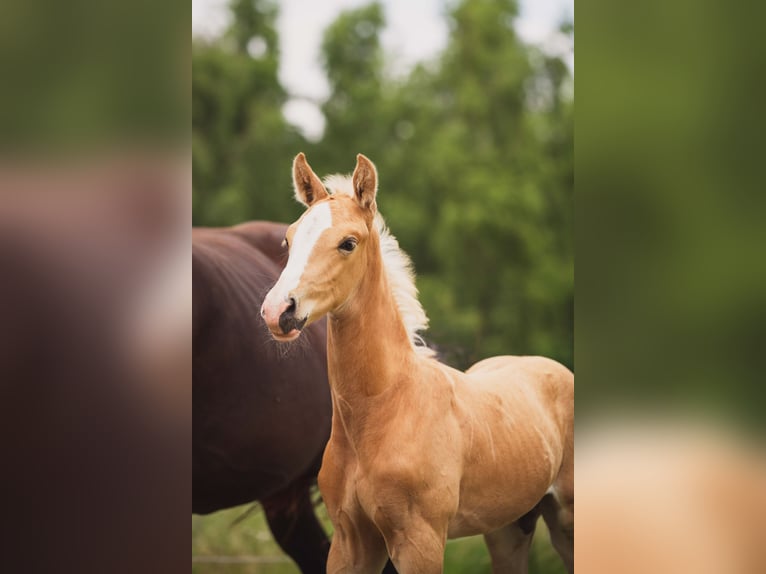 KWPN Stallone 1 Anno 170 cm Palomino in Klijndijk