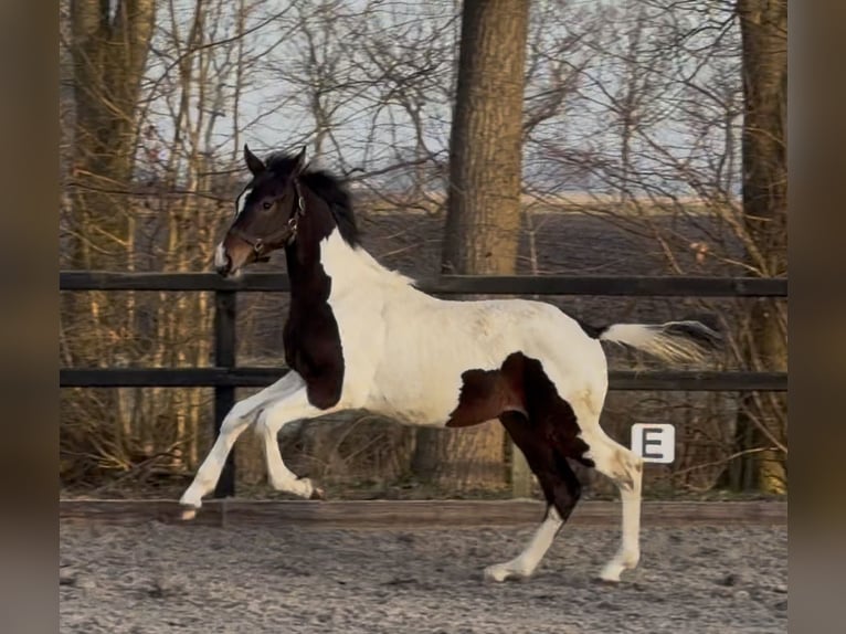 KWPN Stallone 1 Anno 170 cm Pezzato in Siddeburen