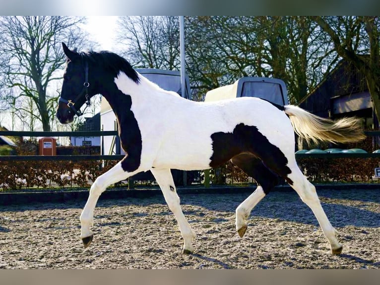 KWPN Stallone 1 Anno 170 cm Pezzato in Siddeburen