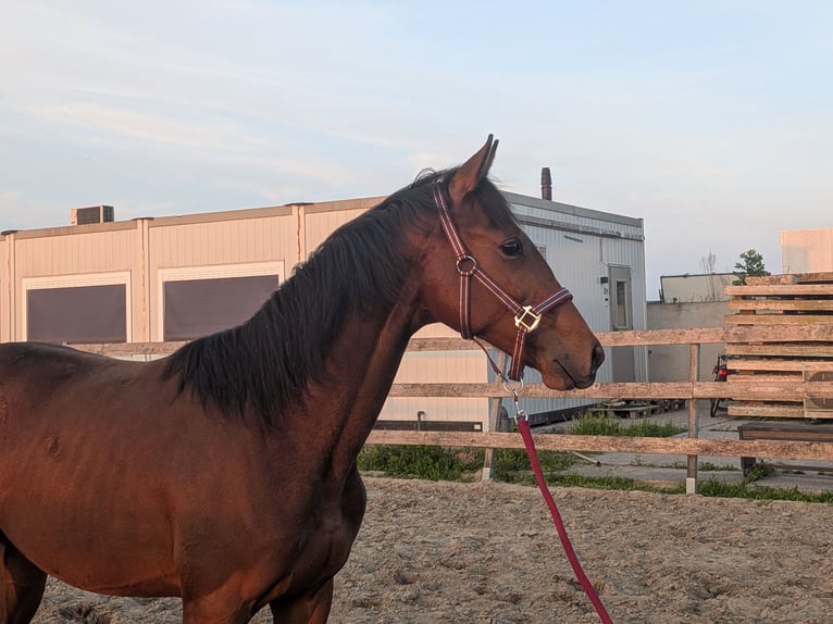 KWPN Stallone 1 Anno 175 cm Baio in Hank