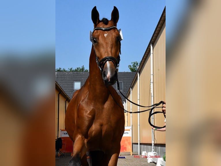 KWPN Stallone 1 Anno Baio in Hengelo (Gld)