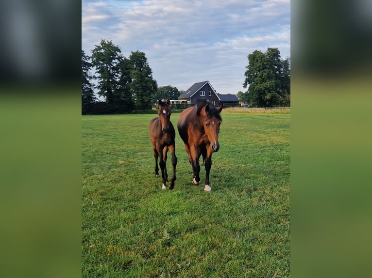 KWPN Stallone 1 Anno Baio in Hengelo (Gld)