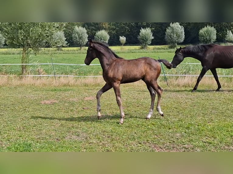 KWPN Stallone 1 Anno Baio scuro in Muiderberg