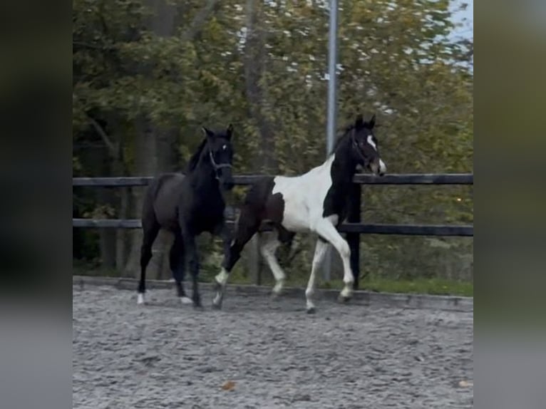 KWPN Stallone 1 Anno Morello in Siddeburen