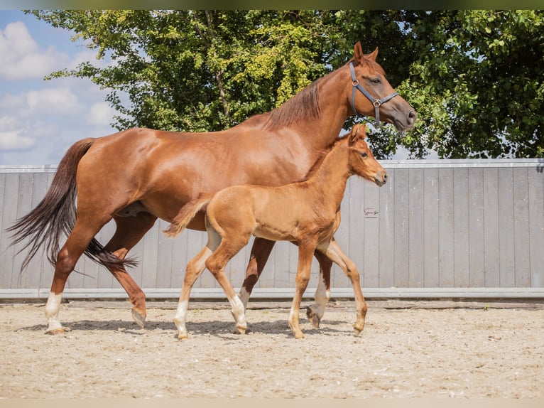 KWPN Stallone 1 Anno Sauro in Pijnacker