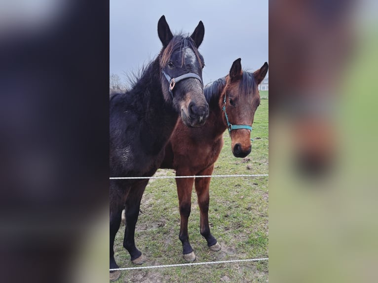 KWPN Stallone 2 Anni 150 cm Baio in Ingelmunster