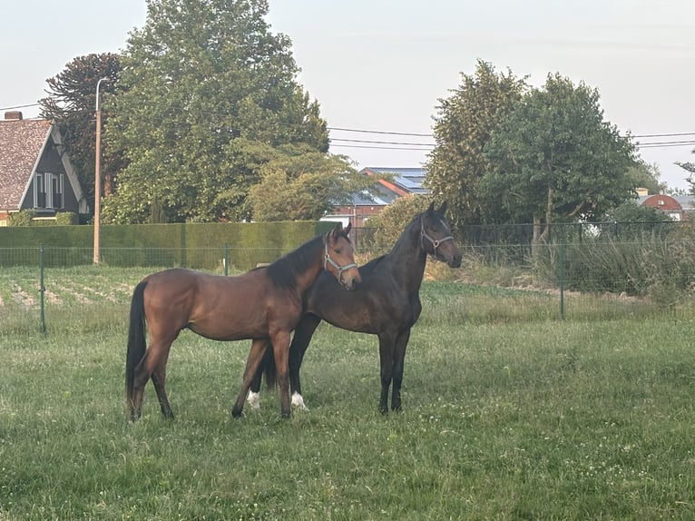 KWPN Stallone 2 Anni 150 cm Baio in Ingelmunster