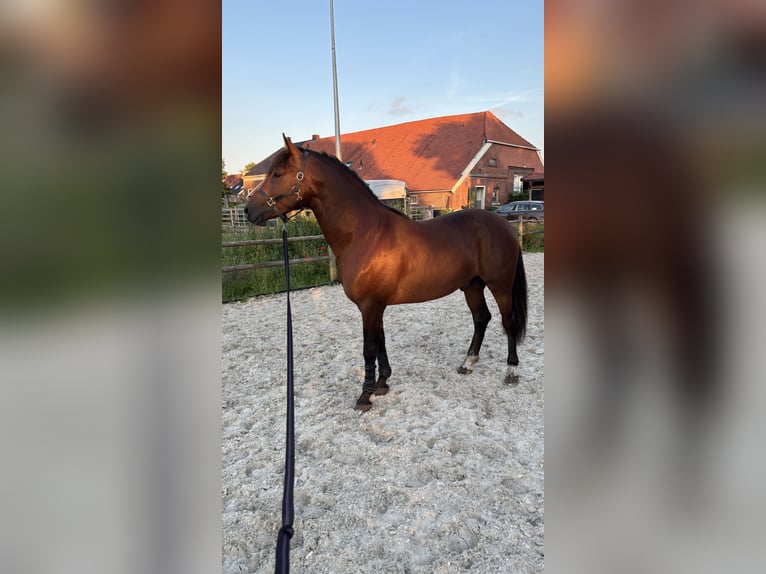 KWPN Mix Stallone 2 Anni 153 cm Baio in Veendam