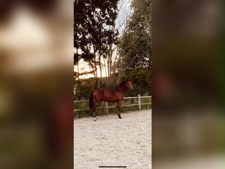 KWPN Mix Stallone 2 Anni 153 cm Baio in Veendam