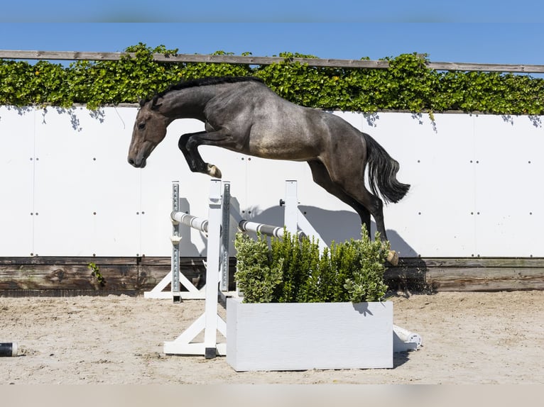 KWPN Stallone 2 Anni 155 cm in Waddinxveen