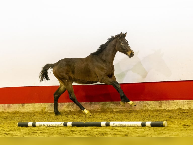 KWPN Stallone 2 Anni 157 cm Baio in Waddinxveen