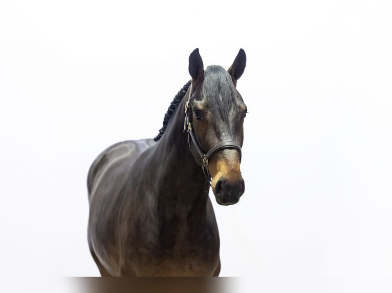 KWPN Stallone 2 Anni 161 cm Baio scuro in Waddinxveen