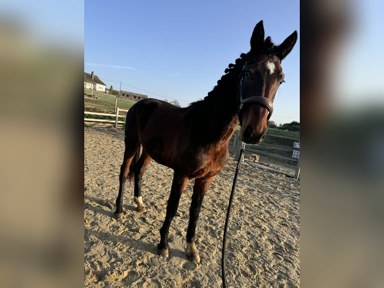 KWPN Stallone 2 Anni 162 cm Baio nero in Durbuy