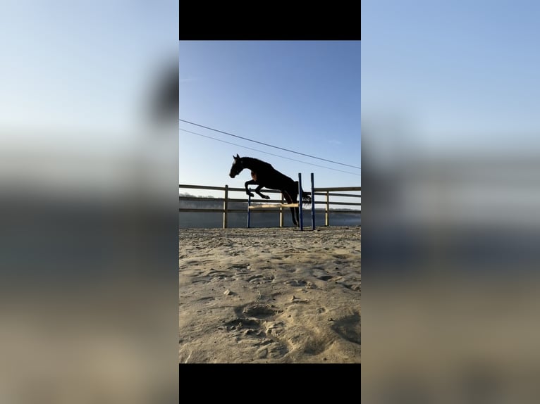 KWPN Stallone 2 Anni 162 cm Baio nero in Durbuy