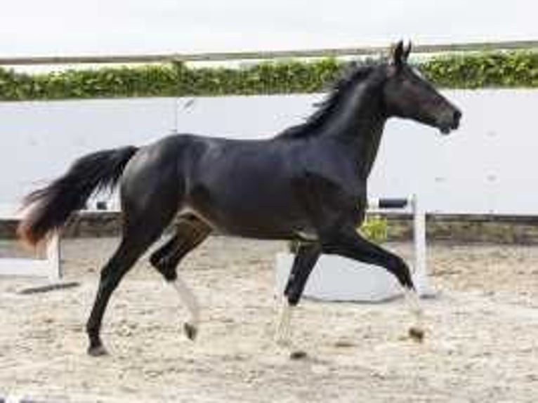 KWPN Stallone 2 Anni 162 cm Baio scuro in Waddinxveen