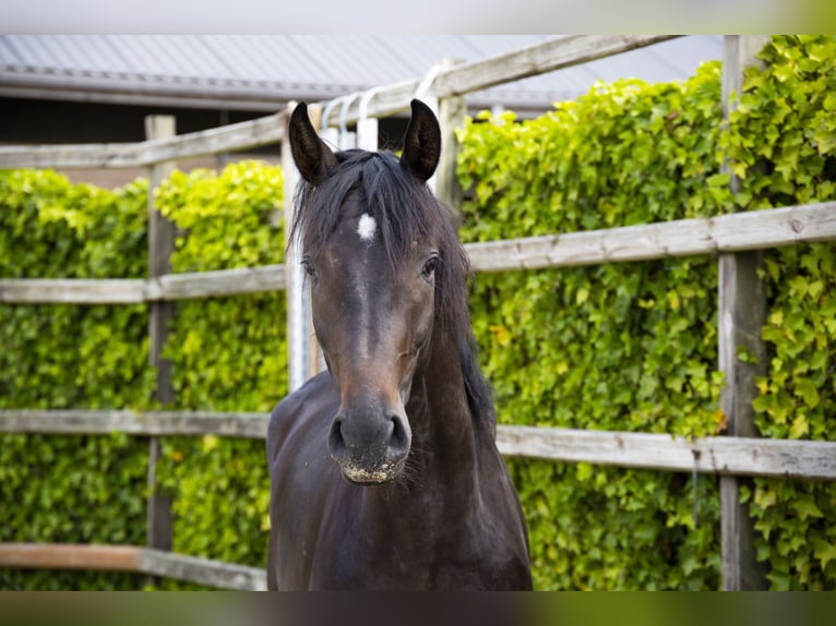 KWPN Stallone 2 Anni 163 cm Baio in Waddinxveen