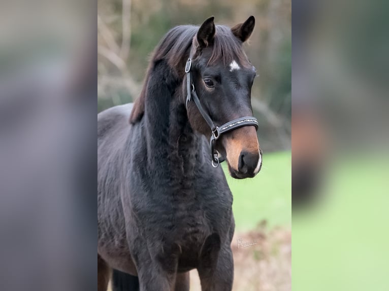 KWPN Stallone 2 Anni 163 cm Baio scuro in Peer