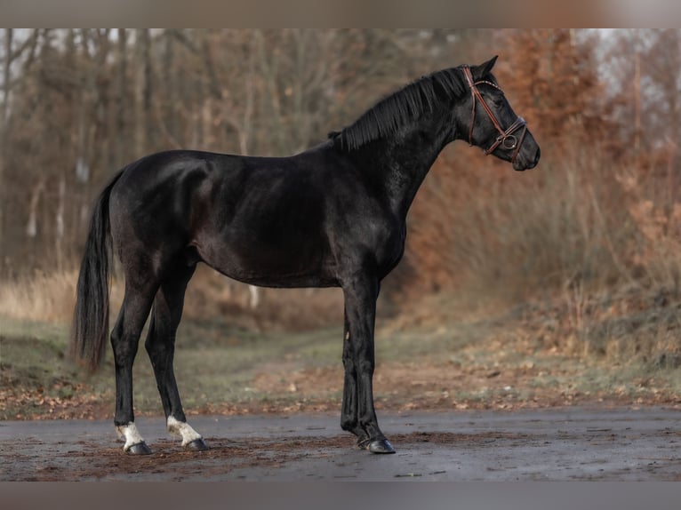 KWPN Stallone 2 Anni 163 cm Morello in Windhagen