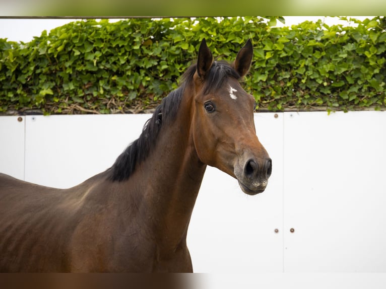 KWPN Stallone 2 Anni 165 cm Baio in Waddinxveen