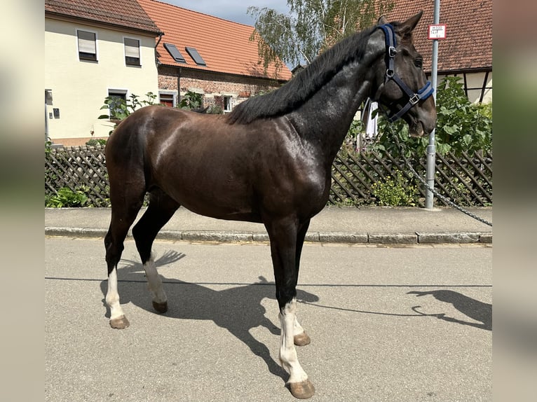 KWPN Stallone 2 Anni 165 cm Baio scuro in UlmUlm