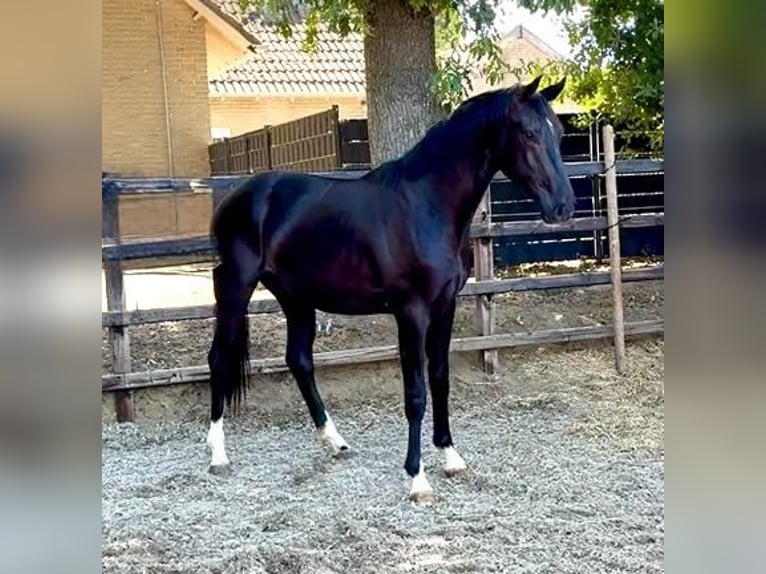 KWPN Stallone 2 Anni 165 cm Morello in Odiliapeel