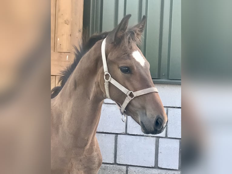 KWPN Stallone 2 Anni 166 cm Baio scuro in Noordscheschut