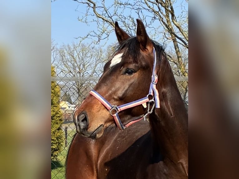 KWPN Stallone 2 Anni 166 cm Baio scuro in Noordscheschut