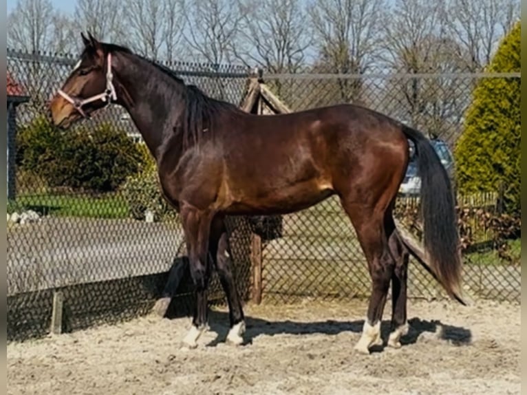 KWPN Stallone 2 Anni 166 cm Baio scuro in Noordscheschut