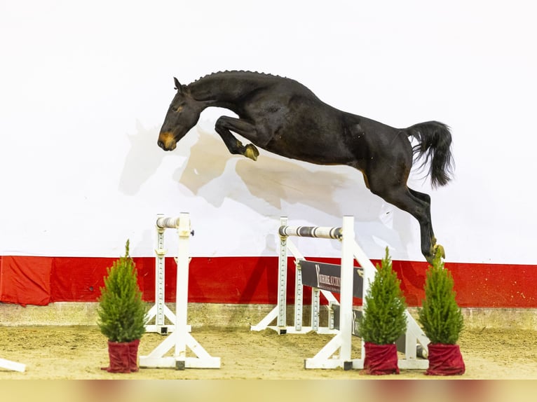 KWPN Stallone 2 Anni 166 cm Baio scuro in Waddinxveen