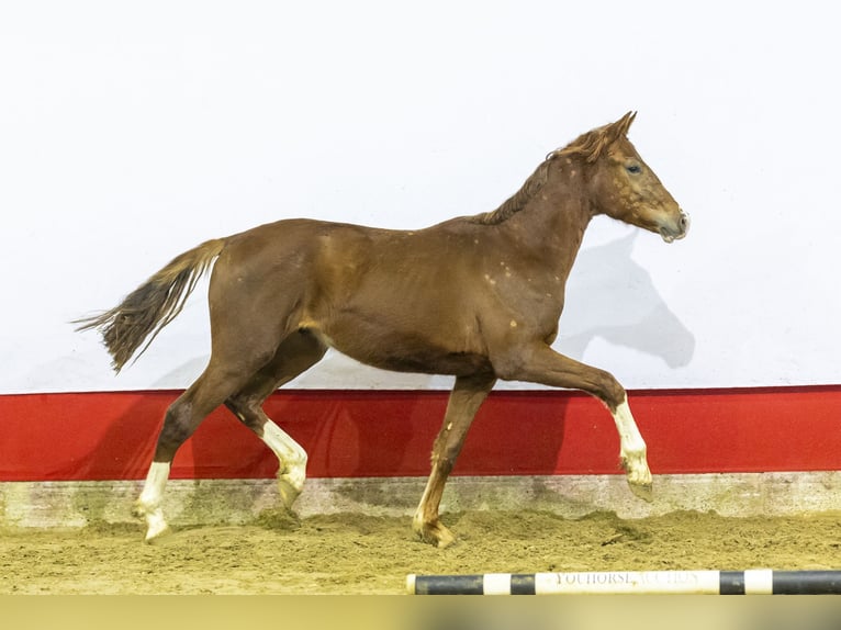 KWPN Stallone 2 Anni 166 cm Sauro scuro in Waddinxveen