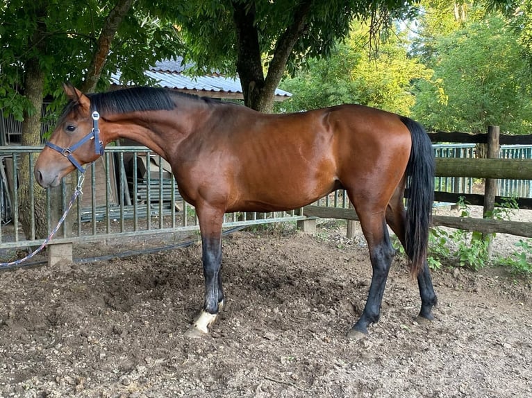 KWPN Stallone 2 Anni 167 cm Baio in Dormagen KWPN Stallone 2 Anni 167 cm Baio in Dormagen