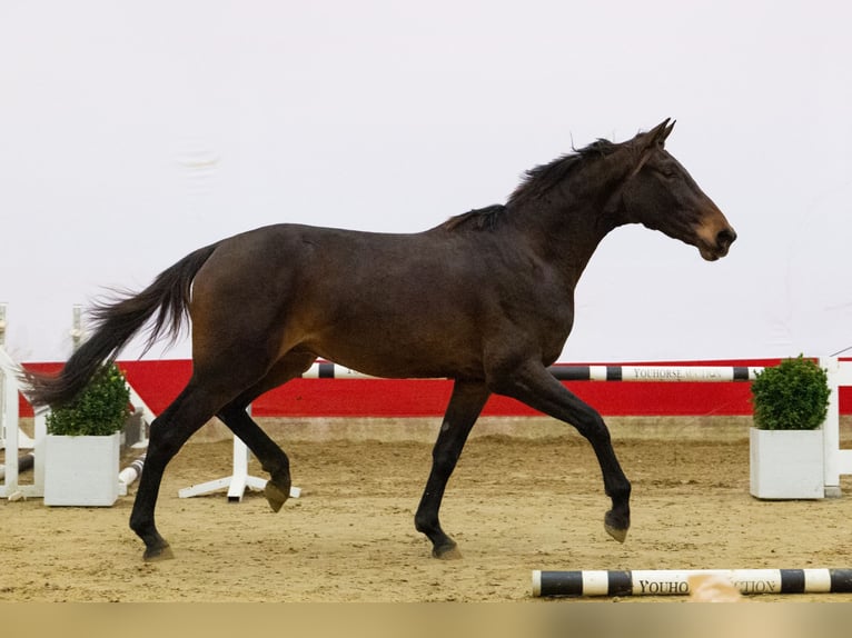 KWPN Stallone 2 Anni 167 cm Baio in Waddinxveen