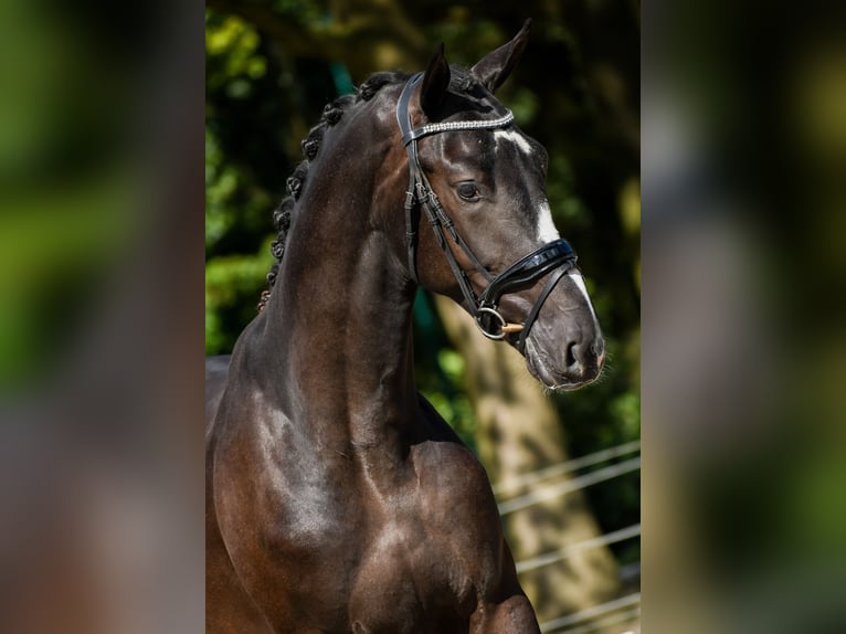 KWPN Stallone 2 Anni 167 cm Baio scuro in Loon op Zand