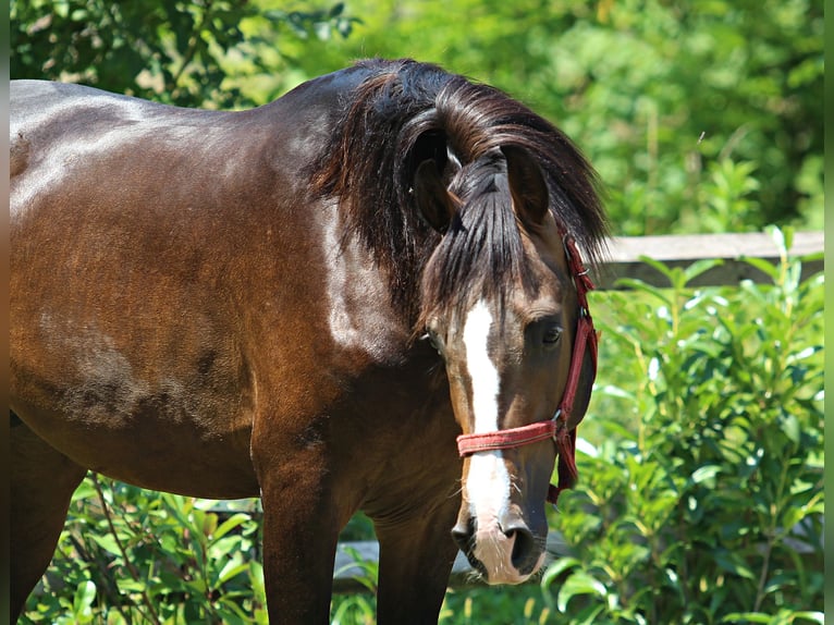 KWPN Stallone 2 Anni 167 cm Sauro scuro in KAMNIK