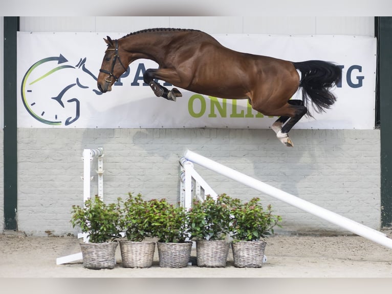 KWPN Stallone 2 Anni 168 cm Baio in Heerde