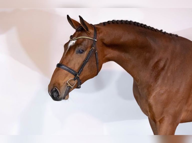 KWPN Stallone 2 Anni 168 cm Baio in Heerde