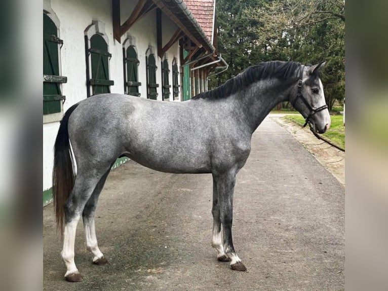 KWPN Stallone 2 Anni 168 cm Falbo in Murska Soboda KWPN Stallone 2 Anni 168 cm Falbo in Murska Soboda