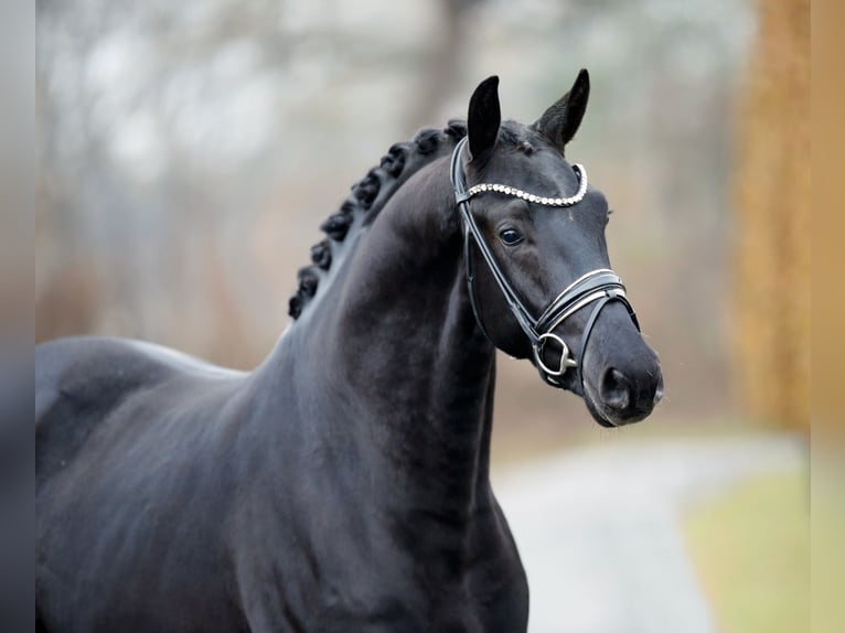 KWPN Stallone 2 Anni 168 cm Morello in Steinfurt