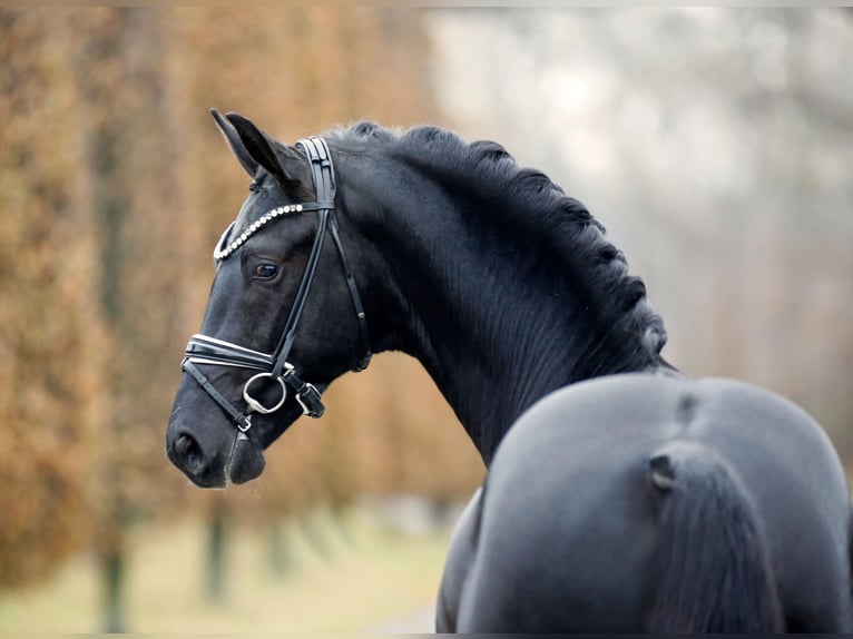 KWPN Stallone 2 Anni 168 cm Morello in Steinfurt